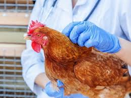 За 3 месяца ЕС зафиксировал 1000 вспышек птичьего гриппа