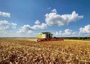 Зростання втрат і втрата якості: збирання кукурудзи затягнеться