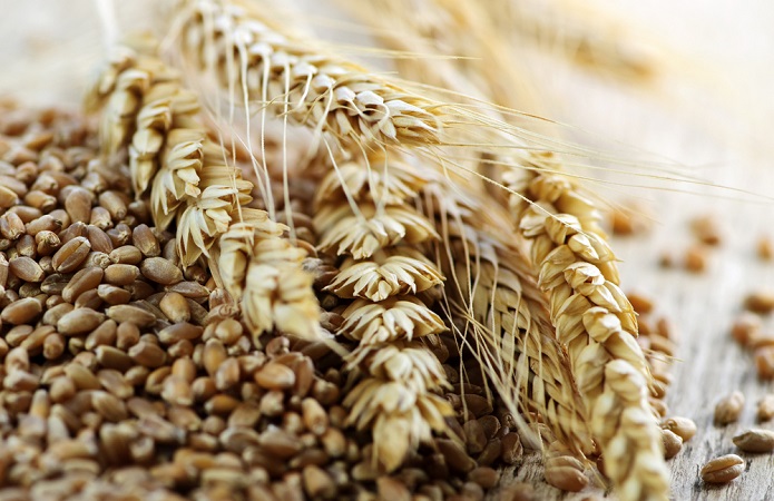 Україна може вирощувати 100 млн тонн зернових