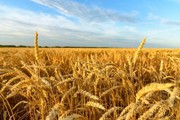 Україна зібрала рекордний урожай — як це вдалось і чого чекати у 2022 році