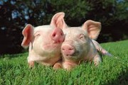 За три квартали Україна відправила на експорт 15,8 тис. живих свиней