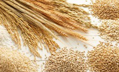 Експерти USDA прогнозують зменшення імпорту кукурудзи Китаєм у 2021/22 МР