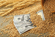 Експорт зернових перевищив 15,5 млн тонн