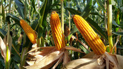 USDA збільшив прогноз світового виробництва та запасів кукурудзи, що призвело до падіння цін