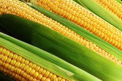 Закупівельні ціни на кукурудзу опускаються під тиском нового врожаю