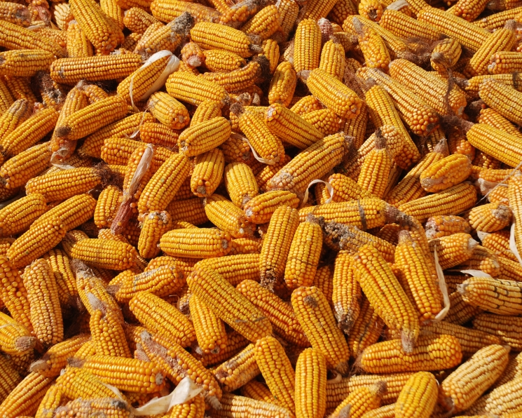 Експерти USDA продовжують підвищувати прогноз світового виробництва кукурудзи