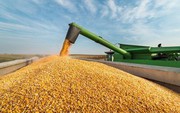 Аграрії зібрали вже 56,3 млн тонн зерна
