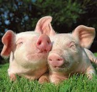 Україна очікує на відкриття нових ринків для експорту свинини