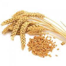 Цены на украинскую пшеницу увеличиваются четвертую неделю подряд — аналитики