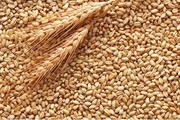 Єгипетський тендер підтримав біржові ціни на пшеницю