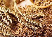 У 2022 році Україна не зможе повторити рекорд валового збору озимих зернових - прогноз