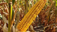 Ціни на кукурудзу на світових біржах продовжують зростати