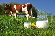 Аграрії закликали Зеленського збільшити ринки збуту для продукції тваринництва