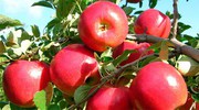 Тонни яблук гниють на землі: в Україні фермерська криза