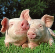 Україна встановила антирекорд з місячних обсягів імпорту свинини