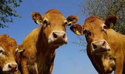 Україна та Австрія обговорили можливість збільшення імпорту великої рогатої худоби