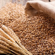 Україна повністю забезпечена продовольчою пшеницею