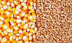 NASA: за 10 років у світі вирощування пшениці зросте, а кукурудзи зменшиться