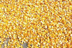 Закупівельні ціни на кукурудзу в Україні втратили за кілька днів 10$/т та продовжують знижуватися