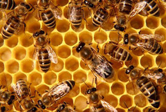 Нараховано спеціальну бюджетну дотацію за наявні бджолосім’ї