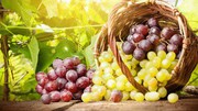 Аграрний комітет підтримав законопроект щодо стимулювання розвитку виноградарства в Україні