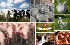 Держпідтримка - 2021: нараховано бюджетну дотацію на розвиток тваринництва та переробки сільськогосподарської продукції