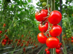Наприкінці сезону ціни на тепличний томат почали знижуватися