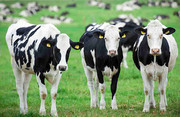 Ізраїль та Україна планують розширювати співпрацю в галузі молочного тваринництва