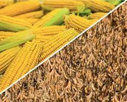 Підвищення прогнозів врожаю сої та кукурудзи в Бразилії стримує зростання цін