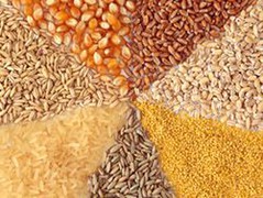 Торгівля допоможе вирішити дилему зернової галузі – нагодувати світ і врятувати клімат