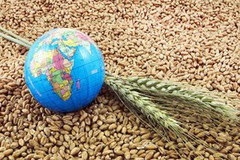 У 21/22 маркетинговому році Україна має намір експортувати понад 60 млн тонн зерна
