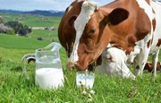 Виробництво молока в Україні скорочується