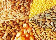 Міжнародна зернова рада IGC зменшує прогноз загального світового виробництва зерна