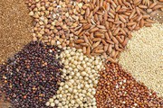 Україна експортувала понад 23,7 млн тонн зерна