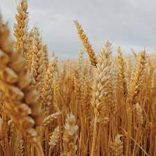 Мировые запасы пшеницы продолжают сокращаться