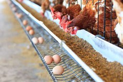 Огляд ситуації на ринку яєць: високі ціни та зменшення обсягів виробництва й експорту