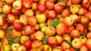 Українські яблука відправили в Конго