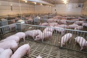 В АСУ шукають виходу із ситуації блокади щодо завезення живих свиней в Україну