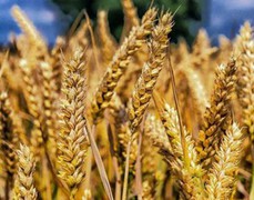 Бангладеш оголосив тендер на закупівлю борошномельної пшениці