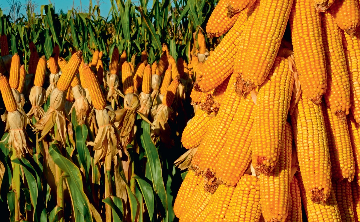 Світові котирування на кукурудзу прискорили падіння