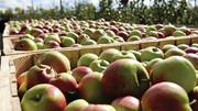 Україна цього року експортує яблука до 65 країн