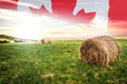 Канадське бюро статистики оприлюднило остаточні дані по врожаю у 2021 році