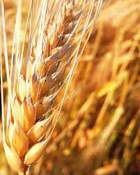Новый штамм коронавируса привел к снижению мировых цен на пшеницу