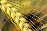 Закупівельні ціни на пшеницю в портах України прискорили падіння