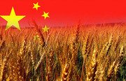 Китай підвищив прогнози виробництва та споживання рослинних олій, шроту, ріпаку та сої