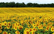 В Україні у 2021 році посіви соняшнику склали рекордні 6,5 млн га