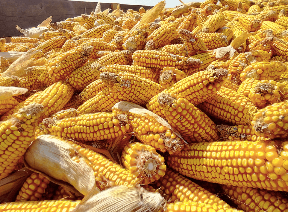 Експерти USDA збільшили прогноз українського урожаю кукурудзи на 2 млн т в 2021/22 МР