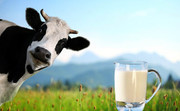 Україна втрачає експортні позиції на глобальному молочному ринку