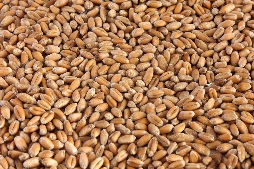 Аналітики USDA підвищили прогноз світового виробництва пшениці в поточному сезоні
