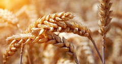 Аргентина обмолотила понад половину площ пшениці, прогнози врожаю зростають